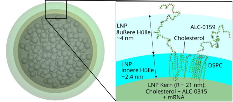 The Structure of mRNA-Loaded Lipid Nanoparticles